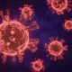 Virus Shamonda Pertama Kali Terdeteksi di Manusia, Pasien Meninggal Dunia