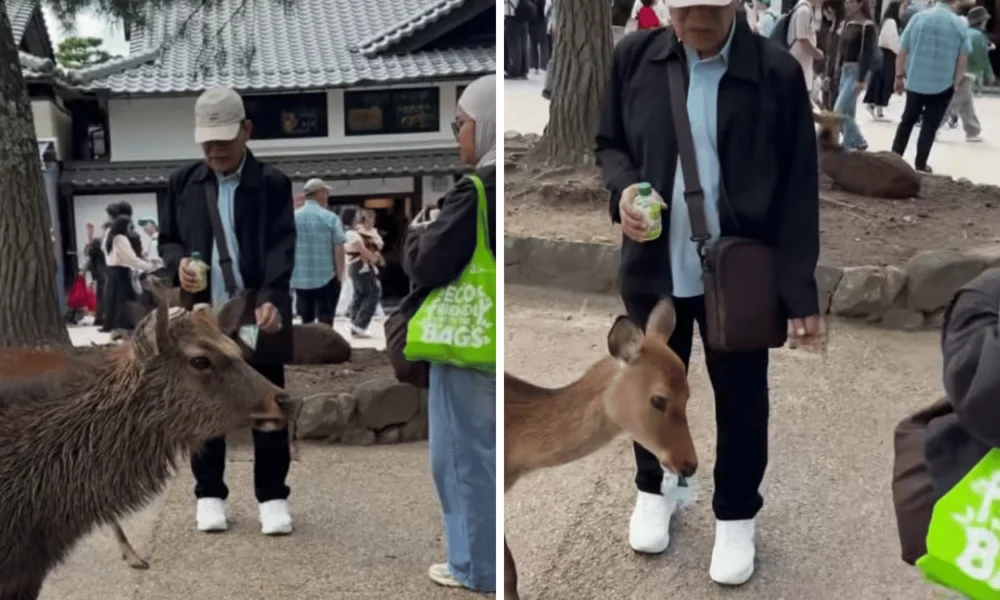 Wisatawan Indonesia Kasih Makan Rusa dengan Sampah Plastik di Jepang