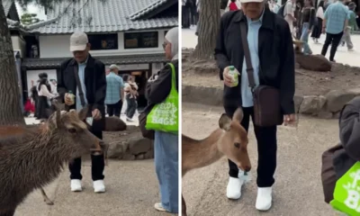 Wisatawan Indonesia Kasih Makan Rusa dengan Sampah Plastik di Jepang